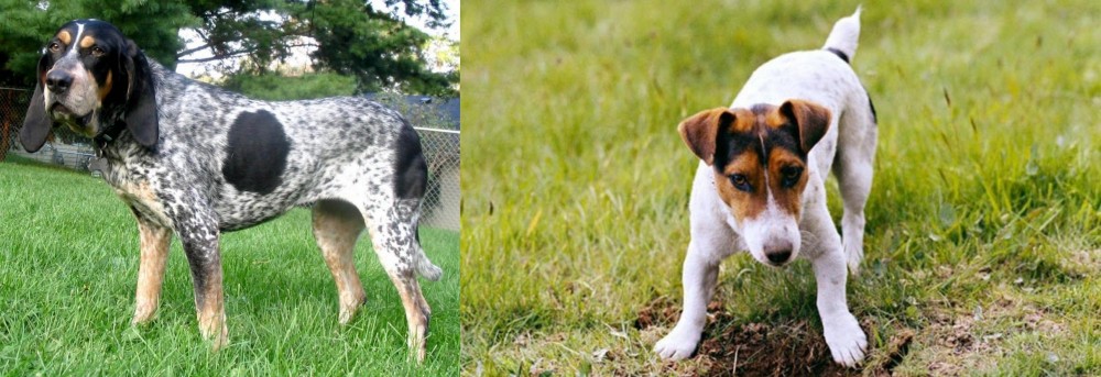 Russell Terrier vs Griffon Bleu de Gascogne - Breed Comparison