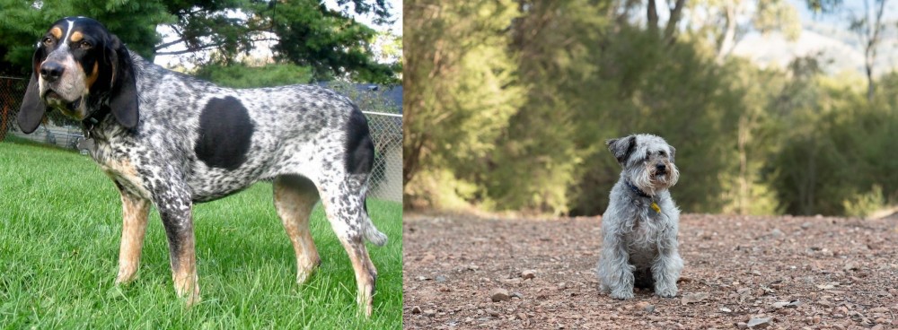 Schnoodle vs Griffon Bleu de Gascogne - Breed Comparison
