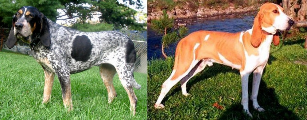 Schweizer Laufhund vs Griffon Bleu de Gascogne - Breed Comparison