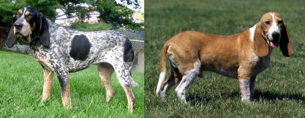 Schweizer Niederlaufhund vs Griffon Bleu de Gascogne - Breed Comparison