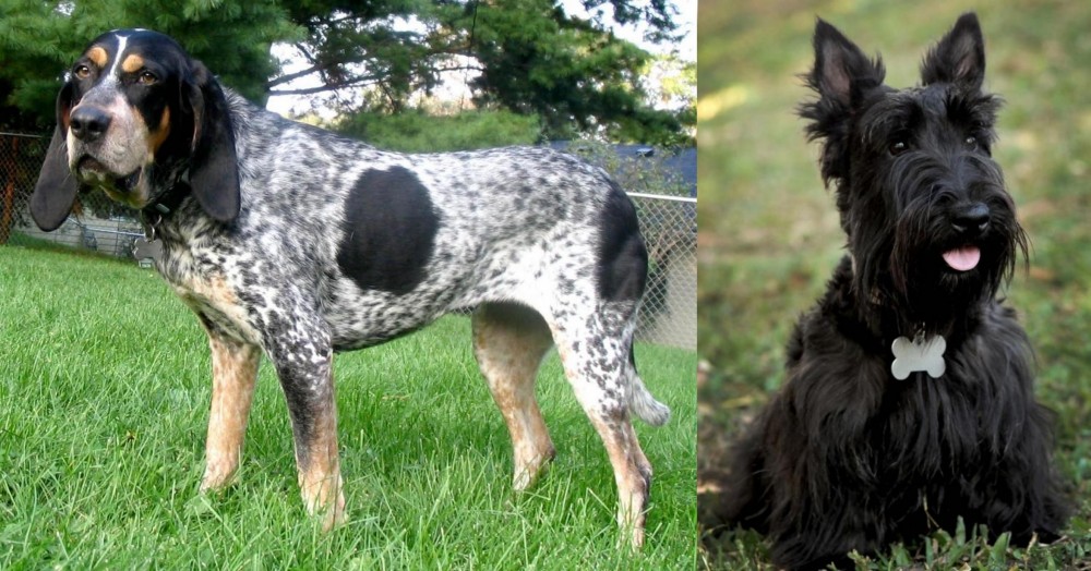 Scoland Terrier vs Griffon Bleu de Gascogne - Breed Comparison