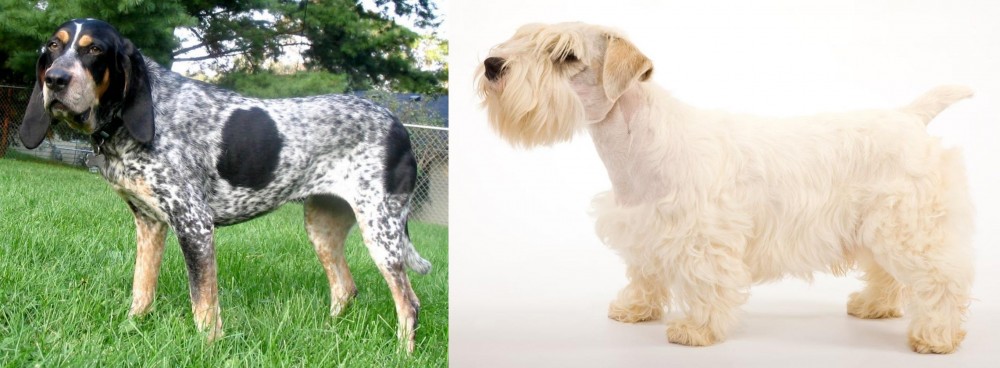 Sealyham Terrier vs Griffon Bleu de Gascogne - Breed Comparison