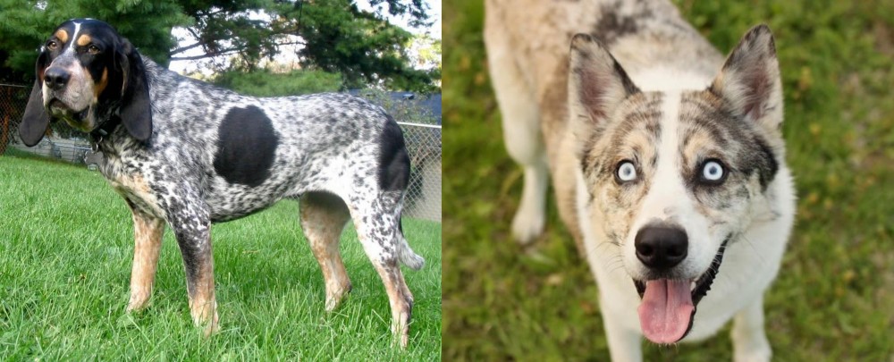Shepherd Husky vs Griffon Bleu de Gascogne - Breed Comparison