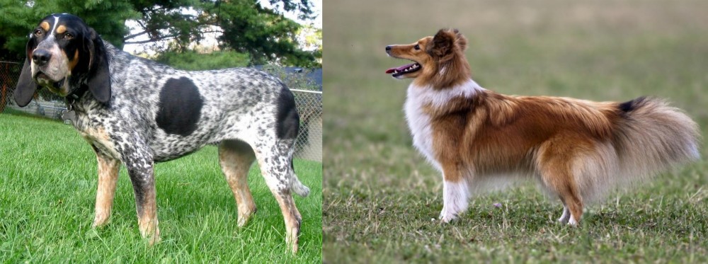 Shetland Sheepdog vs Griffon Bleu de Gascogne - Breed Comparison