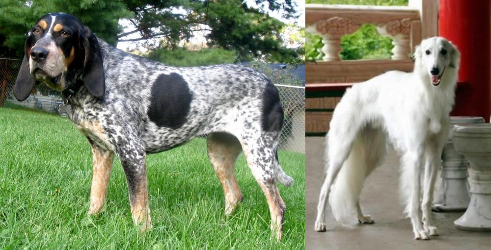 Silken Windhound vs Griffon Bleu de Gascogne - Breed Comparison