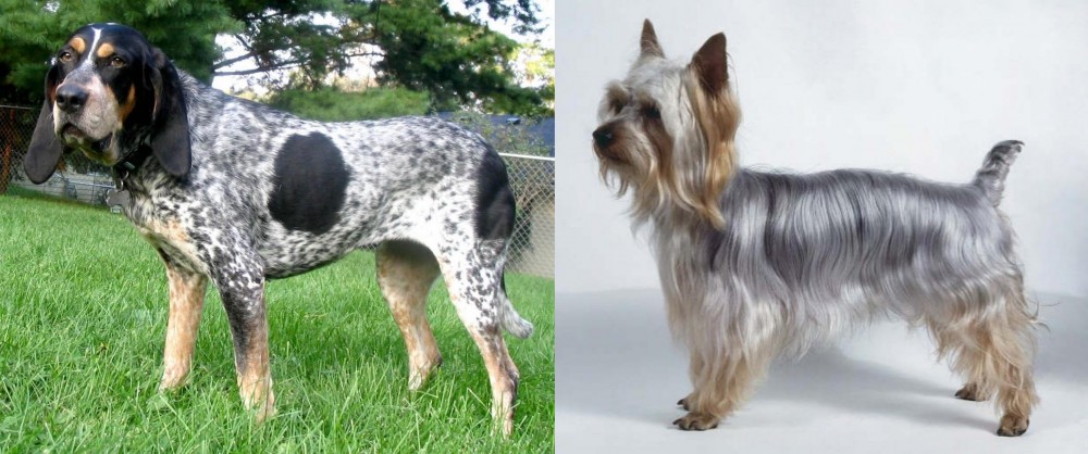Silky Terrier vs Griffon Bleu de Gascogne - Breed Comparison
