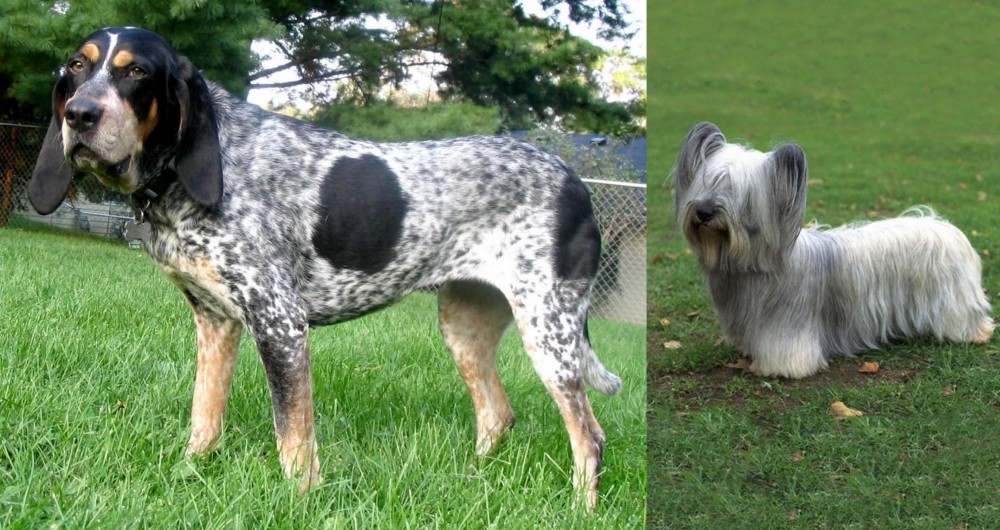Skye Terrier vs Griffon Bleu de Gascogne - Breed Comparison