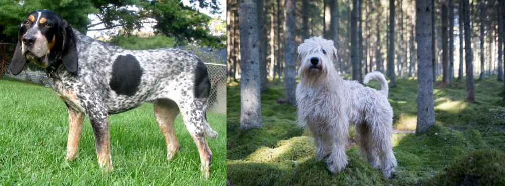 Soft-Coated Wheaten Terrier vs Griffon Bleu de Gascogne - Breed Comparison