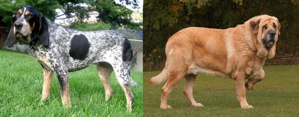 Spanish Mastiff vs Griffon Bleu de Gascogne - Breed Comparison