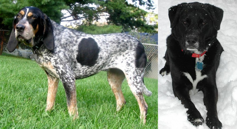 St. John's Water Dog vs Griffon Bleu de Gascogne - Breed Comparison