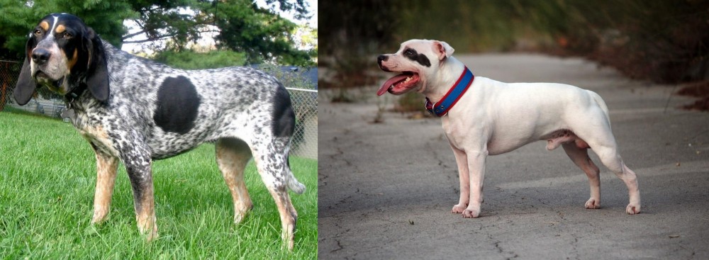 Staffordshire Bull Terrier vs Griffon Bleu de Gascogne - Breed Comparison