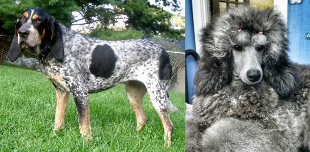 Standard Poodle vs Griffon Bleu de Gascogne - Breed Comparison