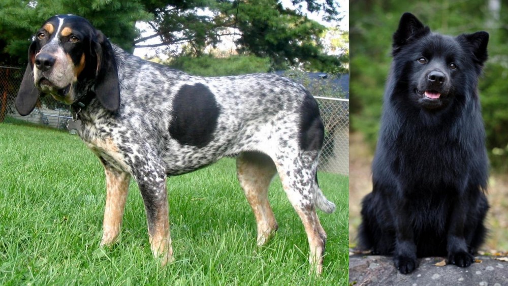 Swedish Lapphund vs Griffon Bleu de Gascogne - Breed Comparison