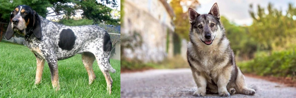 Swedish Vallhund vs Griffon Bleu de Gascogne - Breed Comparison