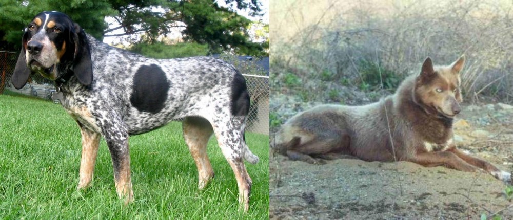 Tahltan Bear Dog vs Griffon Bleu de Gascogne - Breed Comparison