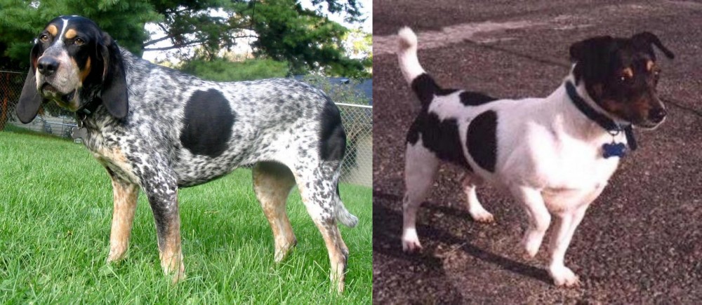 Teddy Roosevelt Terrier vs Griffon Bleu de Gascogne - Breed Comparison