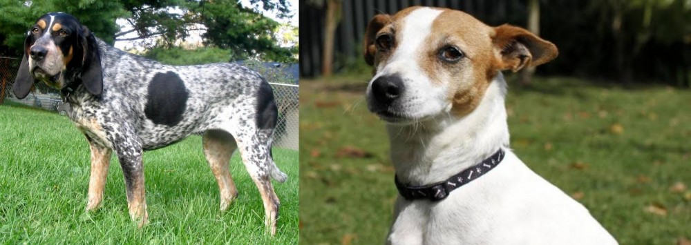 Tenterfield Terrier vs Griffon Bleu de Gascogne - Breed Comparison
