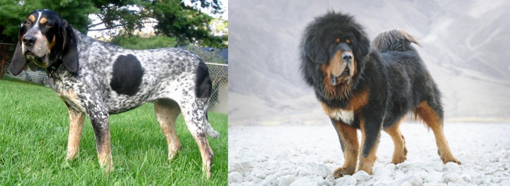 Tibetan Mastiff vs Griffon Bleu de Gascogne - Breed Comparison