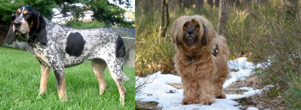 Tibetan Terrier vs Griffon Bleu de Gascogne - Breed Comparison