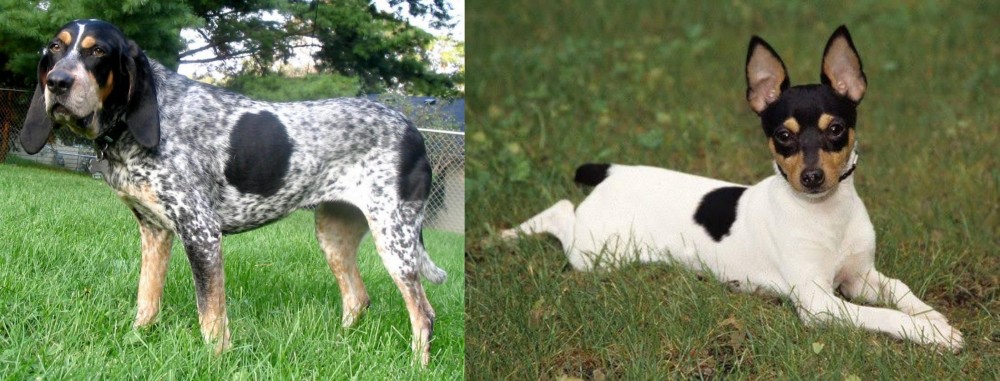 Toy Fox Terrier vs Griffon Bleu de Gascogne - Breed Comparison