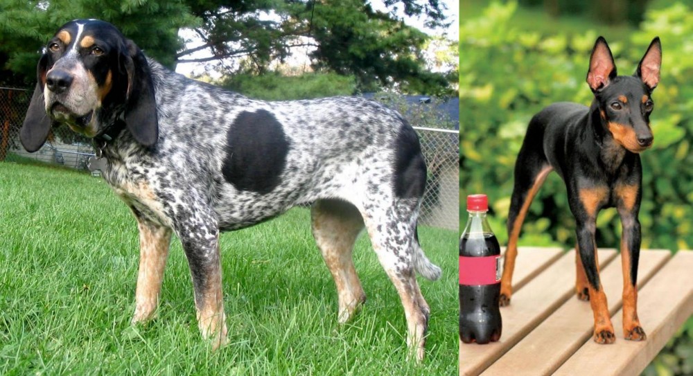 Toy Manchester Terrier vs Griffon Bleu de Gascogne - Breed Comparison