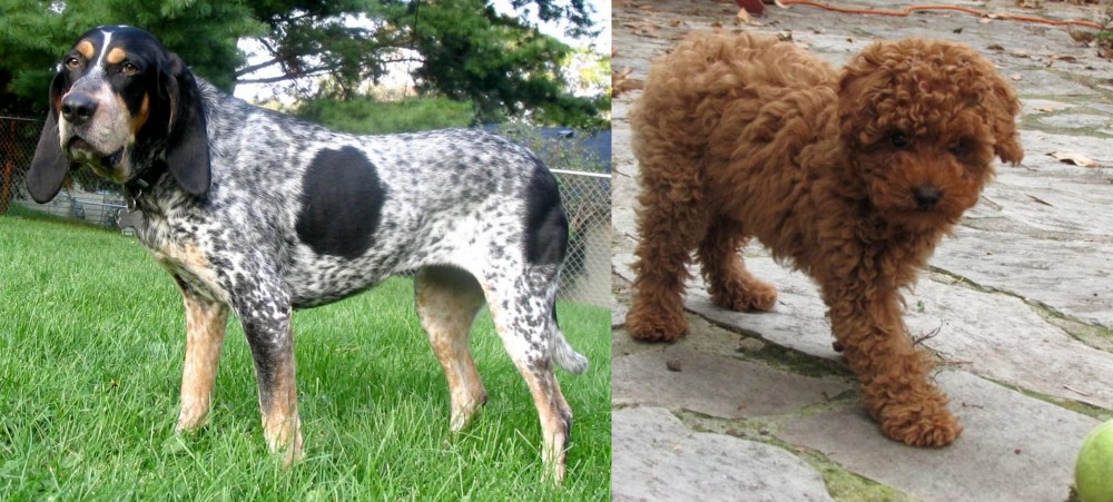 Toy Poodle vs Griffon Bleu de Gascogne - Breed Comparison