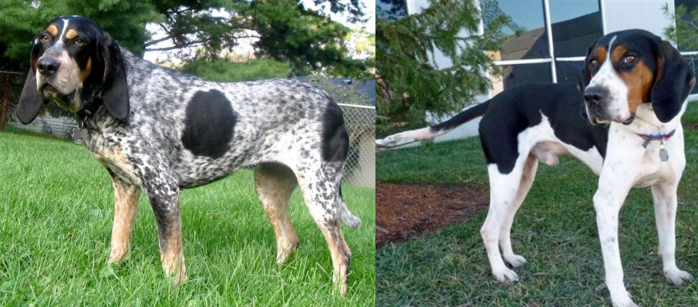 Treeing Walker Coonhound vs Griffon Bleu de Gascogne - Breed Comparison