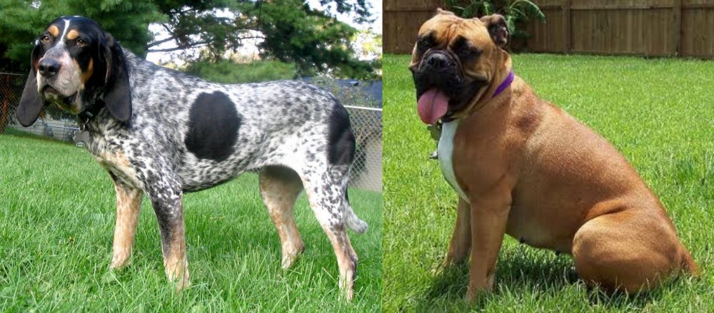 Valley Bulldog vs Griffon Bleu de Gascogne - Breed Comparison