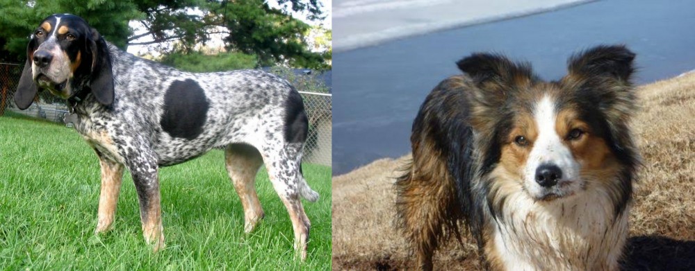 Welsh Sheepdog vs Griffon Bleu de Gascogne - Breed Comparison