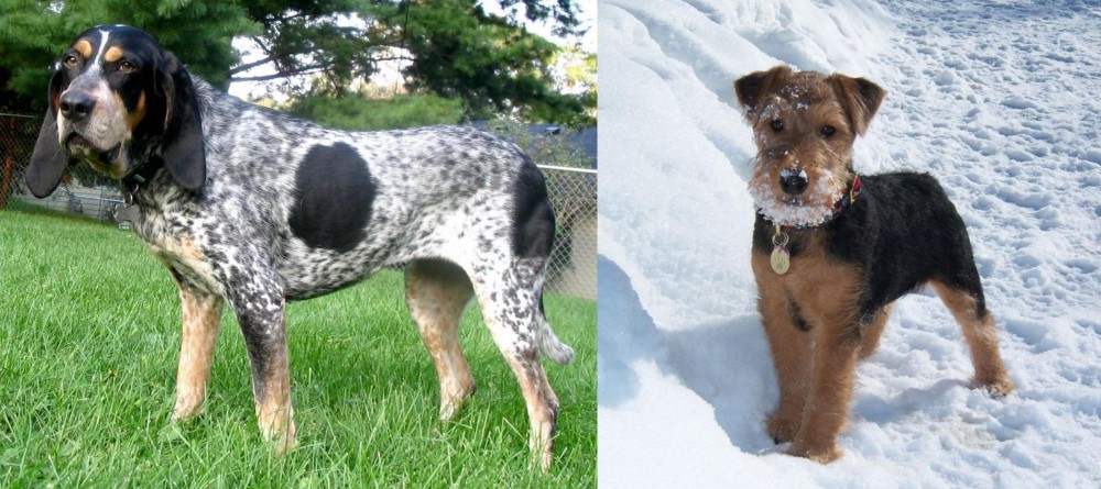Welsh Terrier vs Griffon Bleu de Gascogne - Breed Comparison