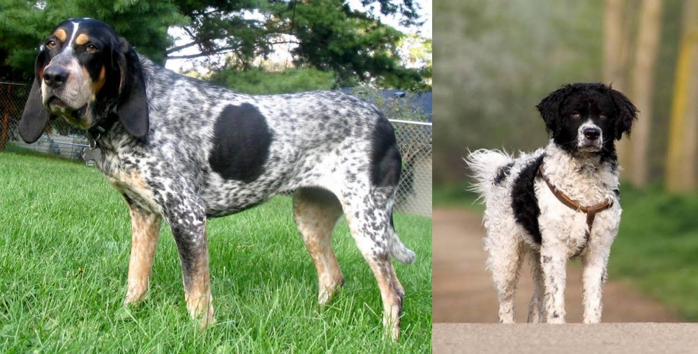 Wetterhoun vs Griffon Bleu de Gascogne - Breed Comparison