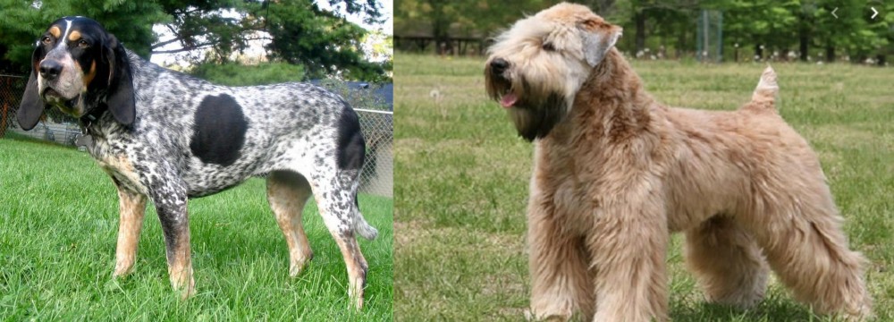 Wheaten Terrier vs Griffon Bleu de Gascogne - Breed Comparison