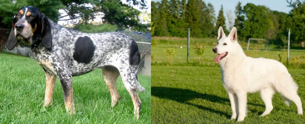 White Shepherd vs Griffon Bleu de Gascogne - Breed Comparison