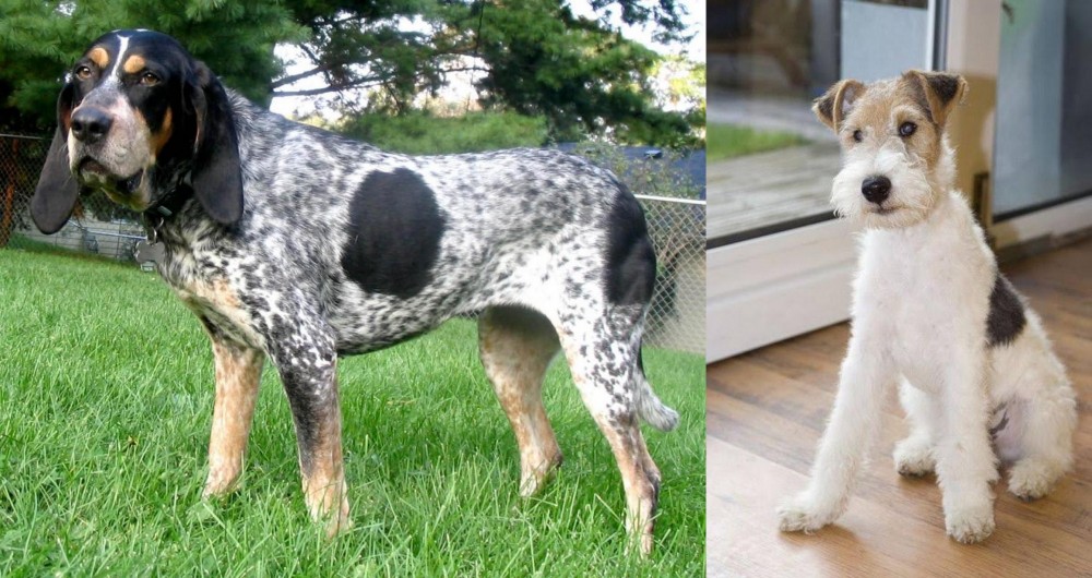 Wire Fox Terrier vs Griffon Bleu de Gascogne - Breed Comparison