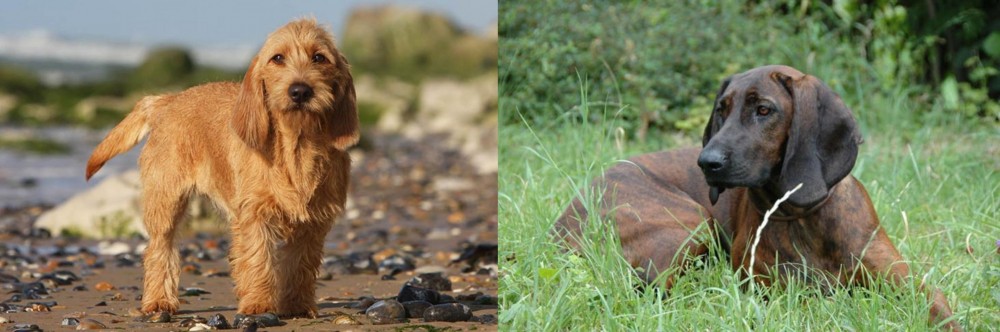 Hanover Hound vs Griffon Fauve de Bretagne - Breed Comparison