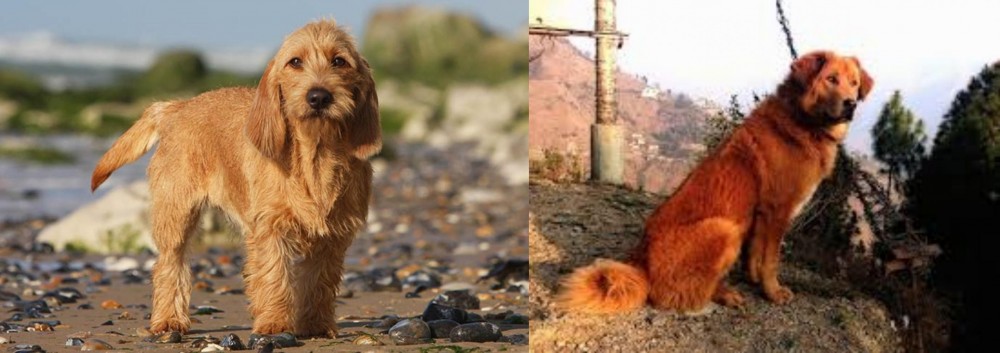 Himalayan Sheepdog vs Griffon Fauve de Bretagne - Breed Comparison