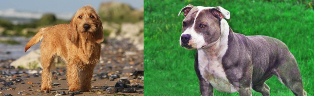 Irish Staffordshire Bull Terrier vs Griffon Fauve de Bretagne - Breed Comparison