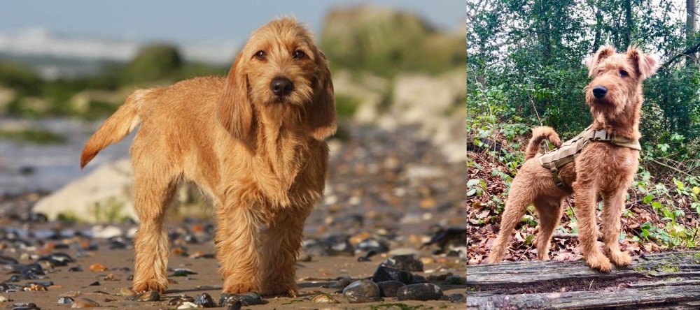 Irish Terrier vs Griffon Fauve de Bretagne - Breed Comparison