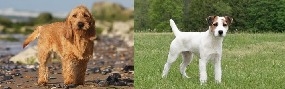 Jack Russell Terrier vs Griffon Fauve de Bretagne - Breed Comparison