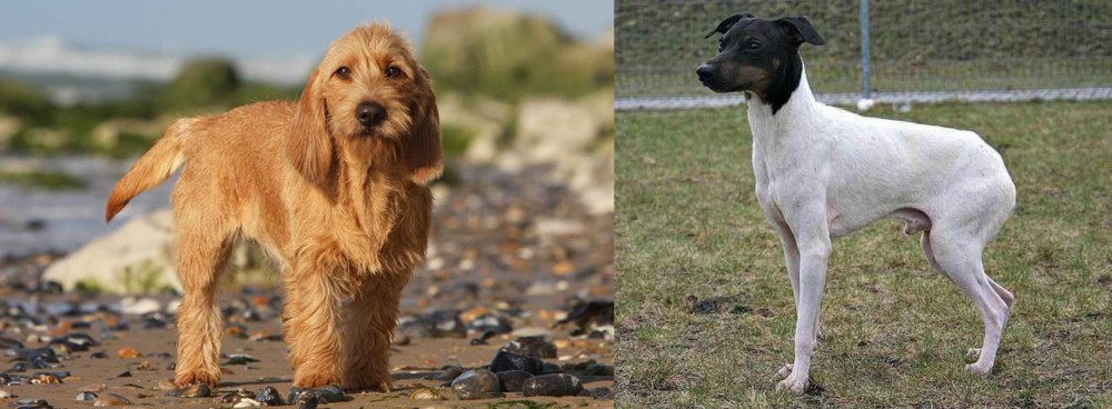 Japanese Terrier vs Griffon Fauve de Bretagne - Breed Comparison