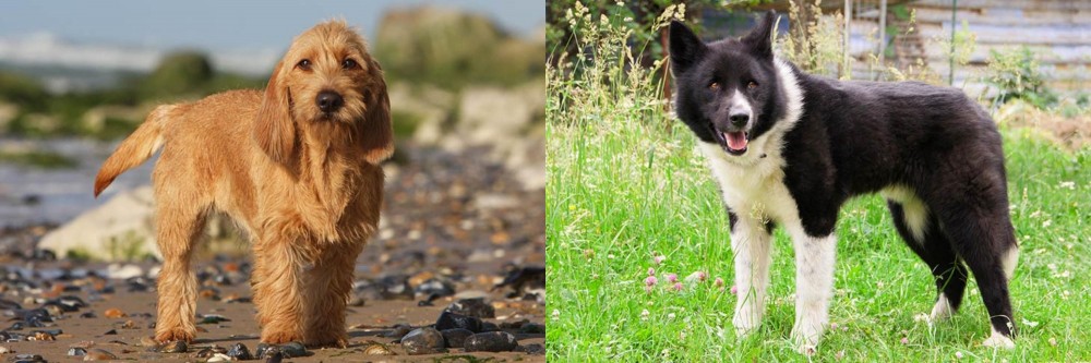 Karelian Bear Dog vs Griffon Fauve de Bretagne - Breed Comparison