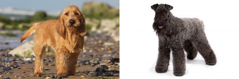 Kerry Blue Terrier vs Griffon Fauve de Bretagne - Breed Comparison