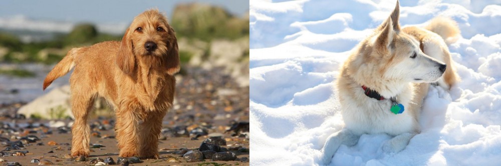 Labrador Husky vs Griffon Fauve de Bretagne - Breed Comparison