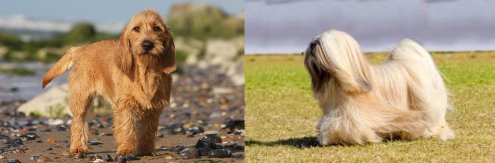 Lhasa Apso vs Griffon Fauve de Bretagne - Breed Comparison