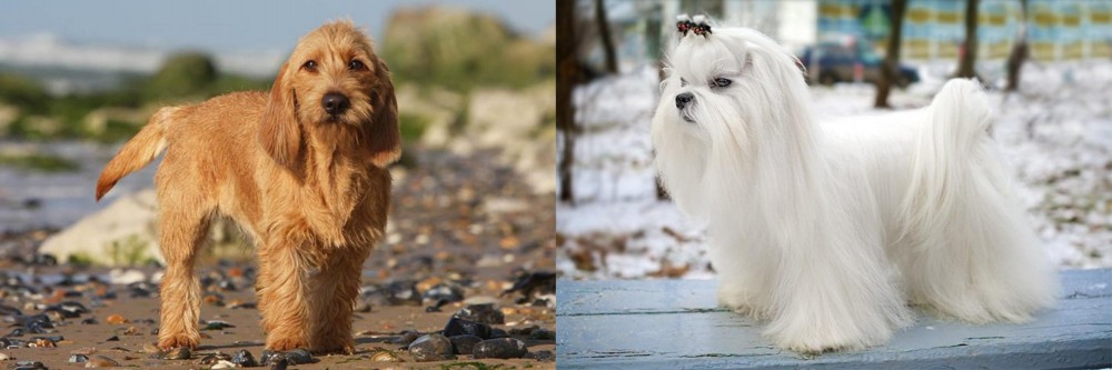 Maltese vs Griffon Fauve de Bretagne - Breed Comparison