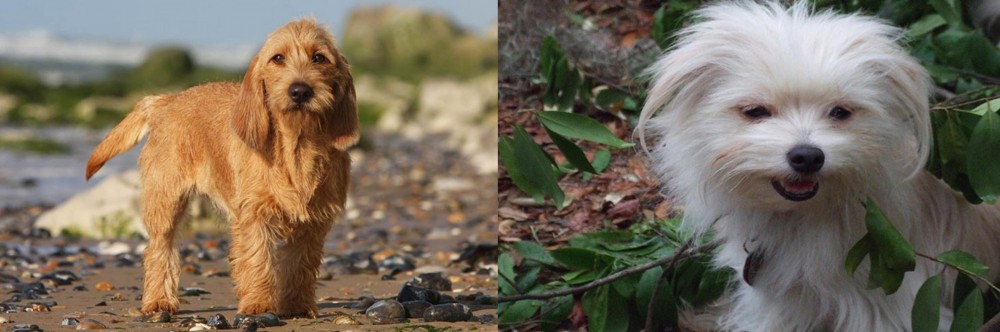 Malti-Pom vs Griffon Fauve de Bretagne - Breed Comparison