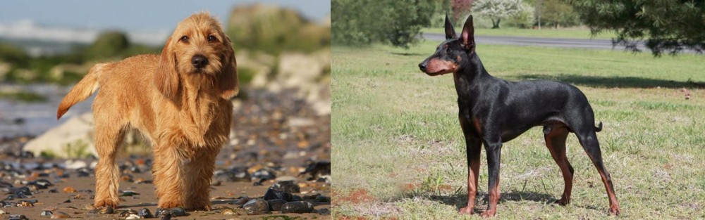 Manchester Terrier vs Griffon Fauve de Bretagne - Breed Comparison