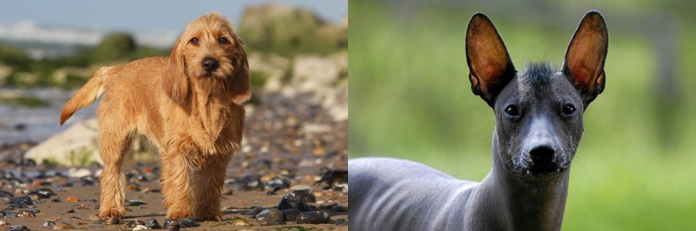 Mexican Hairless vs Griffon Fauve de Bretagne - Breed Comparison