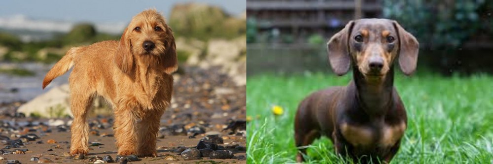 Miniature Dachshund vs Griffon Fauve de Bretagne - Breed Comparison