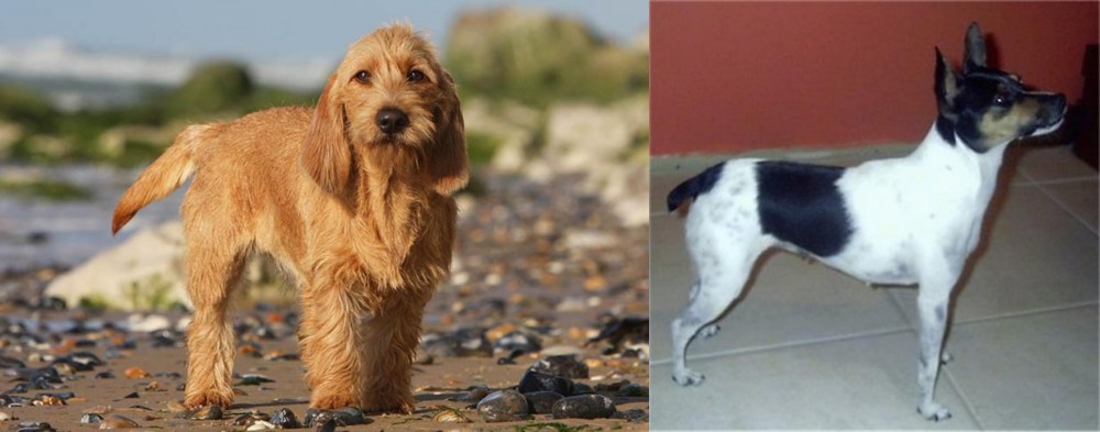 Miniature Fox Terrier vs Griffon Fauve de Bretagne - Breed Comparison